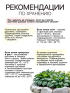 Хоста «Абиква Дринкинг Гурд», корневище в пакете с торфогрунтом, р-р I, 1 шт. - Фото 4