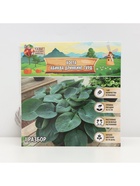 Хоста «Абиква Дринкинг Гурд», корневище в пакете с торфогрунтом, р-р I, 1 шт. - Фото 6