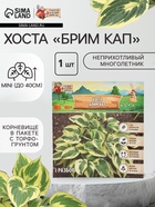 Хоста «Брим Кап», корневище в пакете с торфогрунтом, р-р I, 1 шт. - Фото 1