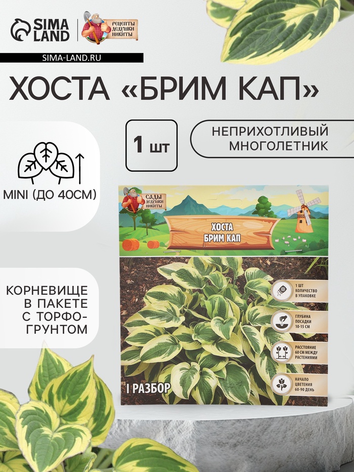 Хоста «Брим Кап», корневище в пакете с торфогрунтом, р-р I, 1 шт. - Фото 1
