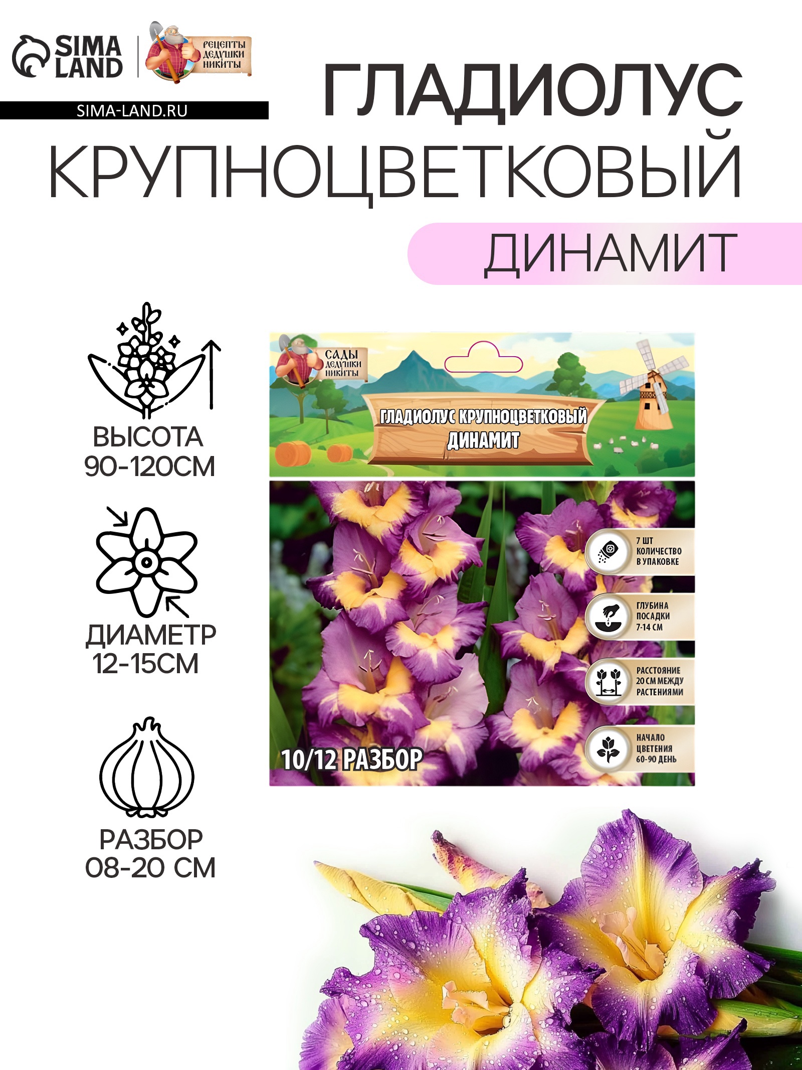 Гладиолус Крупноцветковый "Динамит", р-р 8/10, 7 шт, Весна 2024 ...