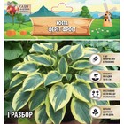 Хоста «Ферст Фрост», корневище в пакете с торфогрунтом, р-р I, 1 шт. - Фото 1