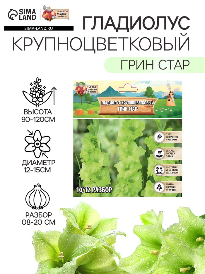 Гладиолус Крупноцветковый "Грин Стар", р-р 8/10, 7 шт, - Фото 1