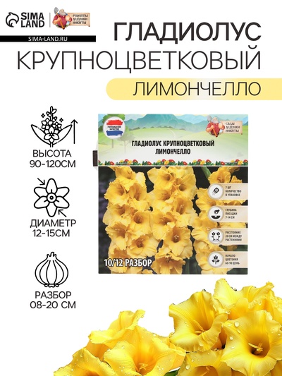 Гладиолус Крупноцветковый "Лимончелло", р-р 8/10, 7 шт,