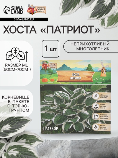 Хоста «Патриот», корневище в пакете с торфогрунтом, р-р I, 1 шт.