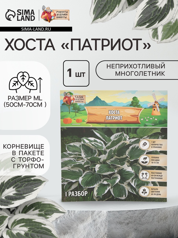 Хоста «Патриот», корневище в пакете с торфогрунтом, р-р I, 1 шт. - Фото 1
