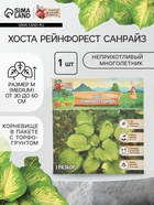 Хоста «Рейнфорест Санрайз», корневище в пакете с торфогрунтом, р-р I, 1 шт. - Фото 1