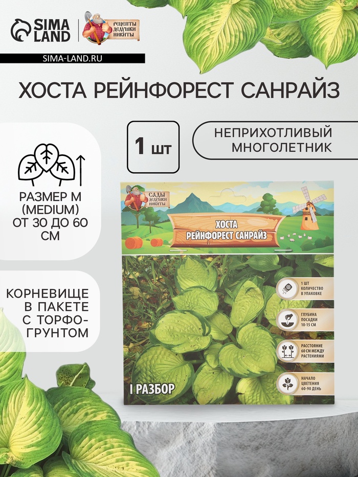 Хоста «Рейнфорест Санрайз», корневище в пакете с торфогрунтом, р-р I, 1 шт. - Фото 1
