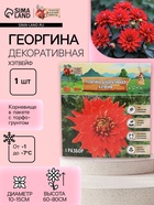 Георгина Декоративная «Хэтвейф», клубнелуковица в упаковке, р-р I, 1 шт. - Фото 1