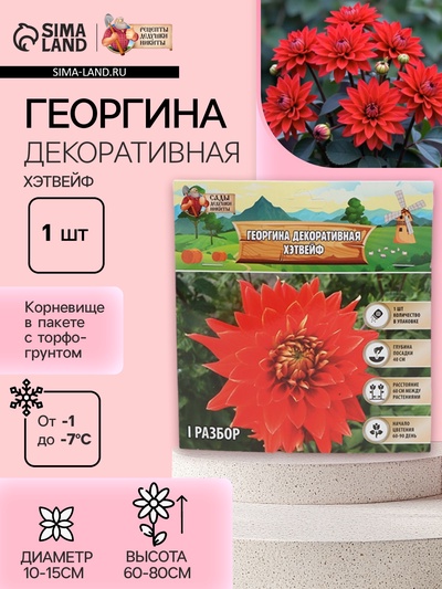 Георгина Декоративная «Хэтвейф», клубнелуковица в упаковке, р-р I, 1 шт.