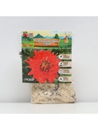 Георгина Декоративная «Хэтвейф», клубнелуковица в упаковке, р-р I, 1 шт. - Фото 5