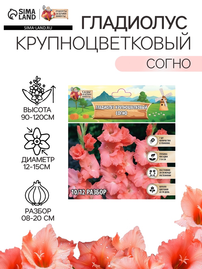 Гладиолус Крупноцветковый "Согно", р-р 8/10, 7 шт, - Фото 1
