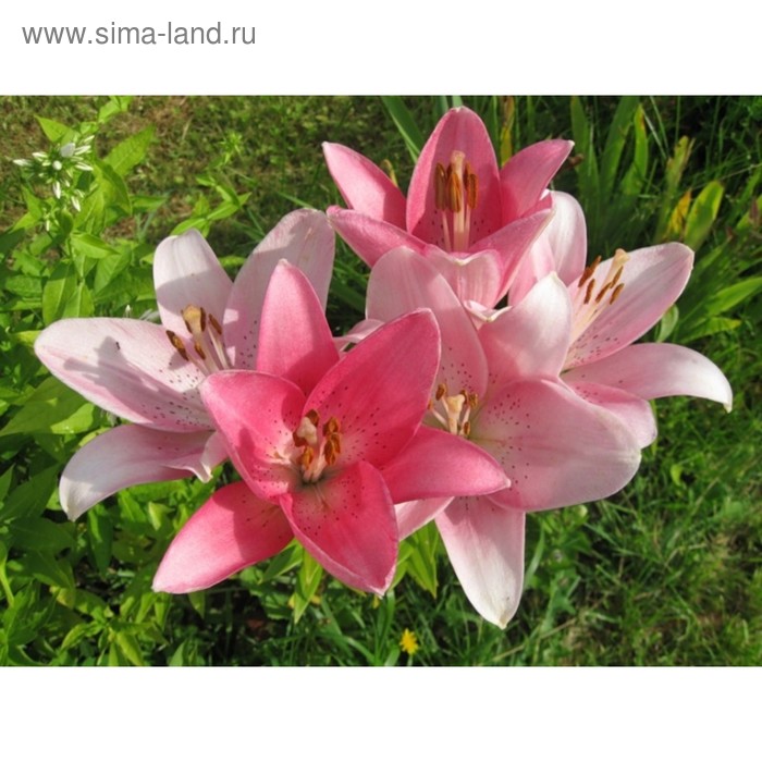 Купить Азиатские Лилии В Интернет Магазине
