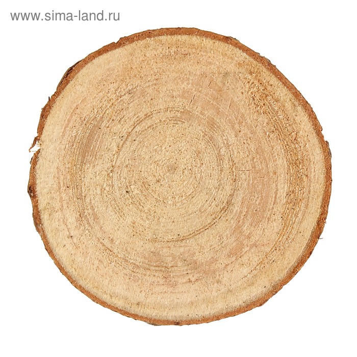 Набор срезов ели, диаметр 9-11см, толщина 5 мм, 5шт - Фото 1