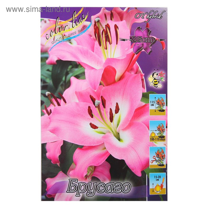 Купить Лилия Брусаго в Москве и РФ. Описание сорта. Пункты самовывоза. Почтой (н