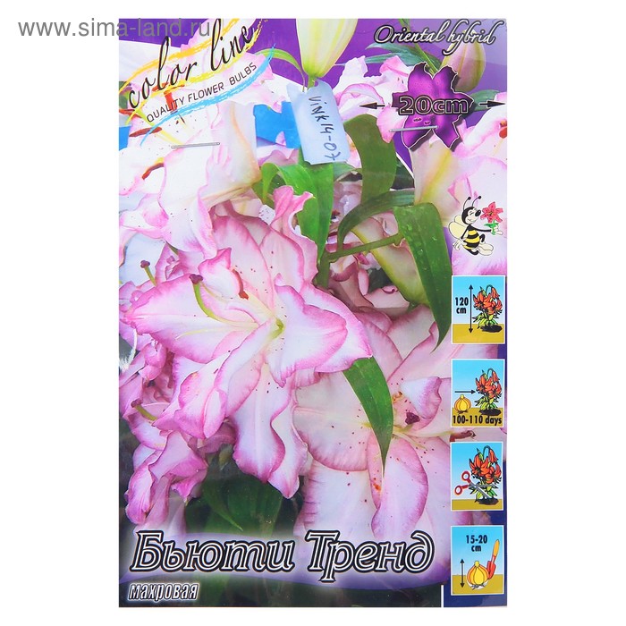 Лилия восточная махровая Бьютитренд - Алматыда төмен бағамен 390 теңге сатып алу