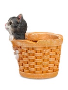 Фигурное кашпо для цветов «Котёнок в круглой корзине», 18×16.5×20.5 см, полистоун - Фото 8