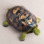 Копилка "Черепаха", глянец, зелёная, гипс, 31 см - Фото 5