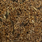 Семена Пшеница "Поспелов", 1 кг - Фото 3