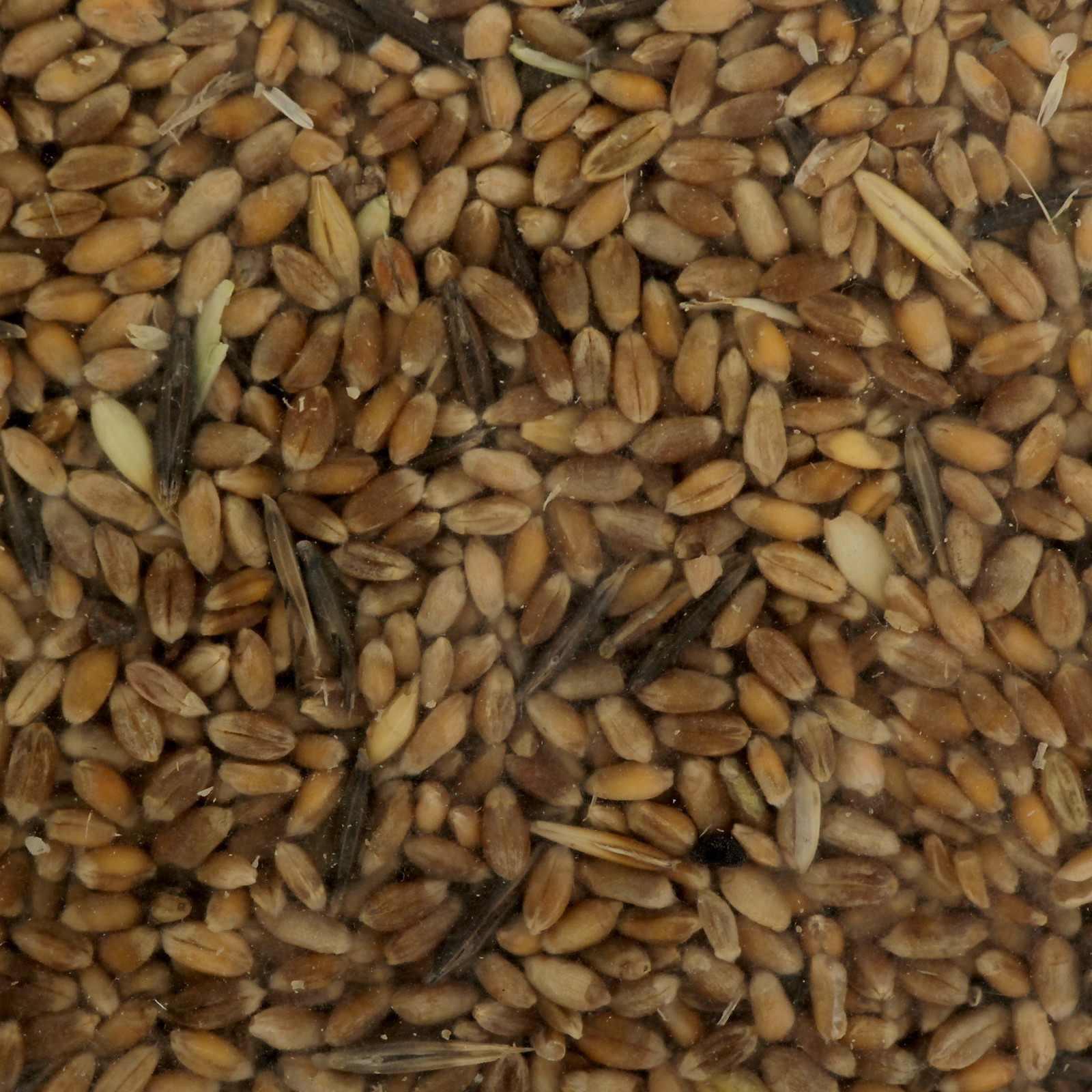 Семена пшеницы. Семена зерновые. Семечко пшеницы. Пшеничные семена. Куплю семена зерновых