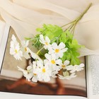 Букет "Незабудки" 30 см, d цветка 4,5 см,  белый - Фото 1
