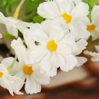 Букет "Незабудки" 30 см, d цветка 4,5 см,  белый - Фото 2