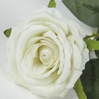 Цветы искусственные "Роза Ариозо" 9*70 см белая - Фото 2