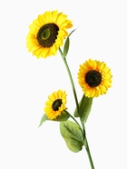 Цветы искусственные "Подсолнух" 26*115 см три бутона - фото 809130272