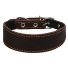 Ошейник кожаный для левретки, таксы  с синтепоном, 25-32 х 3/1,5 см, микс - Фото 1