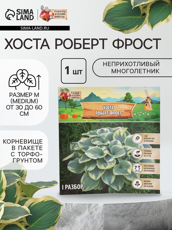 Хоста «Роберт Фрост», корневище в пакете с торфогрунтом, р-р I, 1 шт. - Фото 1