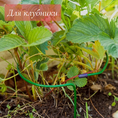 Кустодержатель для клубники, d=15 см, h=25 см, ножка d=0.3 см, металл, зелёный, Greengo