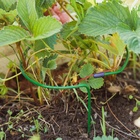 Кустодержатель для клубники, d=15 см, h=25 см, ножка d=0.3 см, металл, зелёный, Greengo - Фото 6