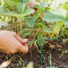 Кустодержатель для клубники, d=15 см, h=25 см, ножка d=0.3 см, металл, зелёный, Greengo - Фото 7