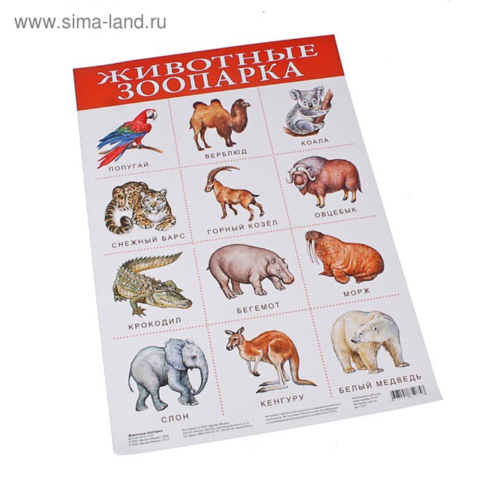 Плакат обучающий А2 ламинир. Животные мира развивающий 457x610 мм - купить в инт