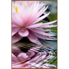 Алмазная мозаика «Священный цветок», 28 цветов - Фото 1