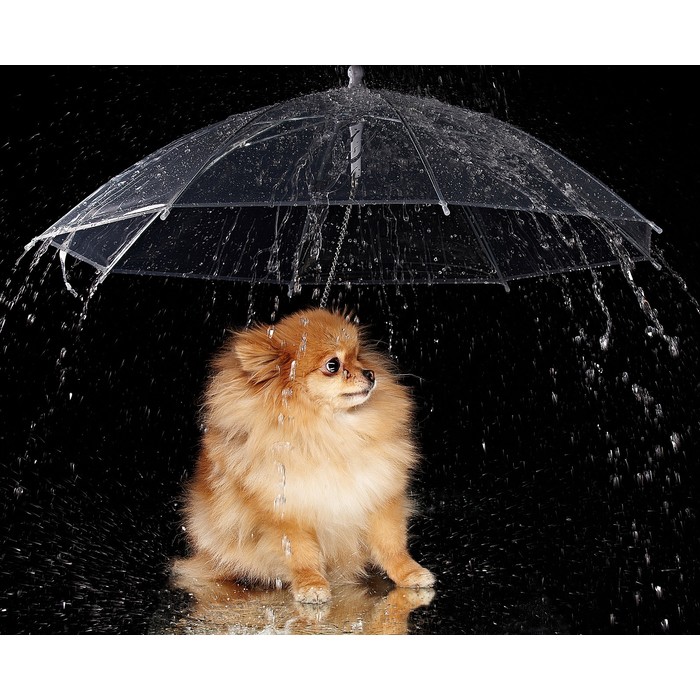 Зонт для животных "Дружок", d=76 см - Фото 1