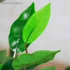 Дерево искусственное «Плюмерия», h=90 см - Фото 4