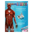 Энциклопедия 4D в дополненной реальности «Анатомия» - Фото 2