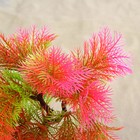 Растение искусственное аквариумное 18 х 6,5 х 27 см (комплект 2 шт) - фото 38005379