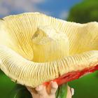Садовая фигура-поилка "Гном с красным грибом" Хорошие сувениры из полистоуна, 48 см, большая - фото 9804516