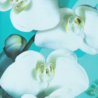 Блузка женская Белая орхидея цвет ментол, р-р 46 - Фото 3