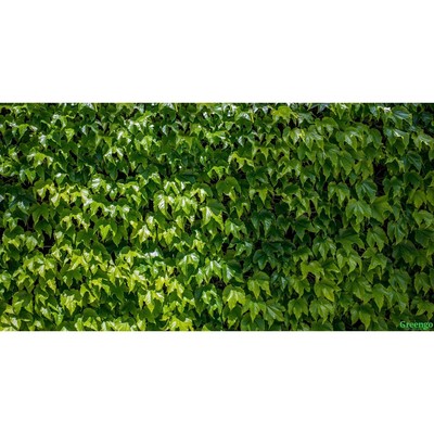 Фотосетка, 250 × 158 см, с фотопечатью, люверсы шаг 1 м, «Виноградная стена», Greengo