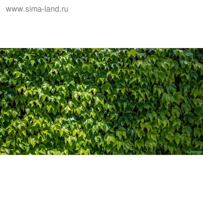 Фотосетка, 250 × 158 см, с фотопечатью, люверсы шаг 1 м, «Виноградная стена», Greengo - Фото 1