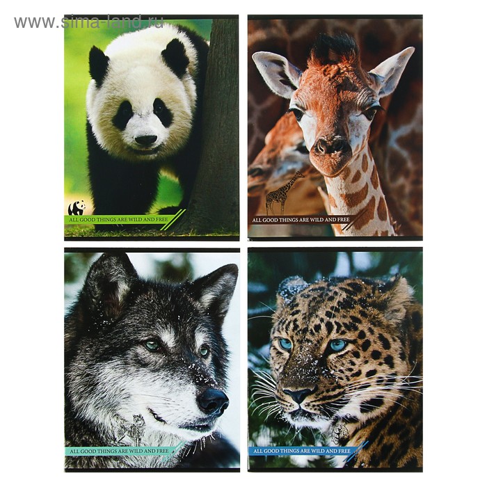 Тетрадь 96 листов клетка "Дикие животные", картонная обложка - Фото 1