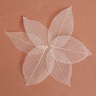 Сухие листья, (набор 5 шт), размер 1 шт:: 8×5 см, цвет белый - фото 298043572