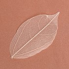 Сухие листья, (набор 5 шт), размер 1 шт:: 8×5 см, цвет белый - фото 8392069