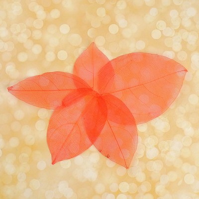 Сухие листья, (набор 5 шт), размер 1 шт:: 8×5 см, цвет красный