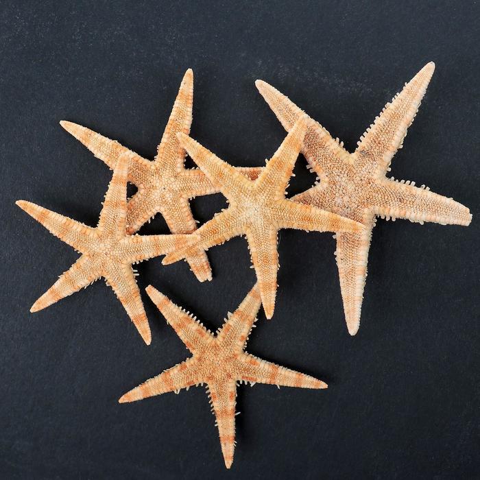 Набор из 5 морских звезд, размер каждой 3-5 см - Фото 1