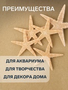 Набор из 5 морских звезд, размер каждой 3-5 см - Фото 3