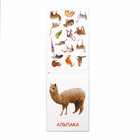 Обучающие карточки Г. Домана «Животные Южной Америки», на скрепке, 20 стр. - Фото 3
